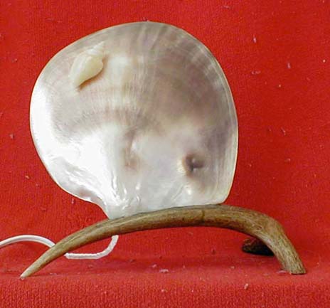 shellite